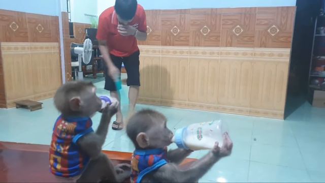 Smart Baby Monkey Has Dinner And Dad Takes Care Of Sam Asher