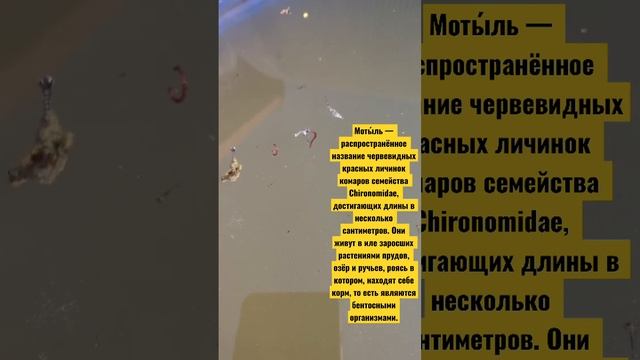 Мотыль комар дача бочка. Moth mosquito cottage barrel. смотреть онлайн