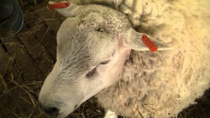 Овцы породы тексель на Всероссийской выставке овец г Элиста