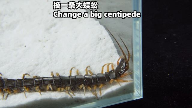 大蜈蚣 VS 黑粗尾蠍，Big centipede VS Black poisonous scorpion смотреть онлайн