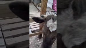 Самый быстрый и бюджетный способ лечения лишая у КРС