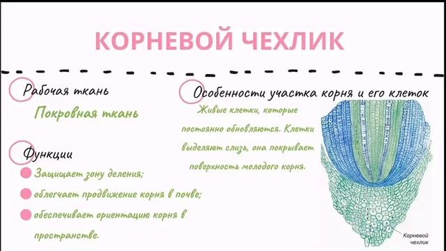 Корневые системы. Строение корня. смотреть онлайн