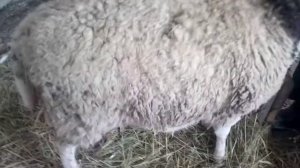 овца обьягнилась. не подпускает ягненка.