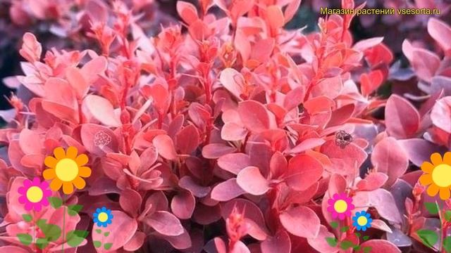 Барбарис тунберга. Краткий обзор, описание характеристик berberis thunbergii ruby cloud смотреть онлайн