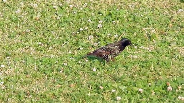 Футаж Скворцы. Мир птиц. Футажи для видеомонтажа. Скворцы видео. Видеофутажи смотреть онлайн