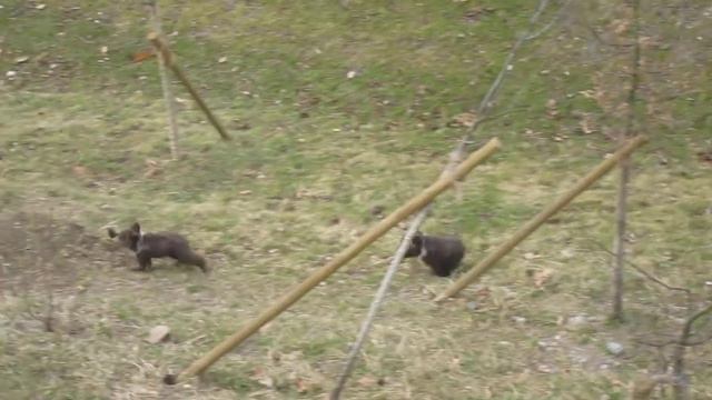 Bärenpark Bern - Wettrennen von Ursina & Berna смотреть онлайн