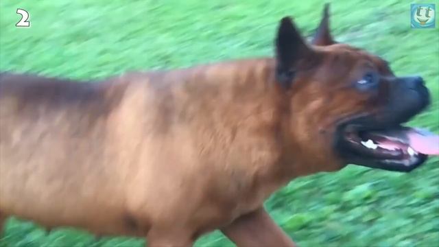 5 Самых Дорогих и Редких Пород Собак - Рекорд Стоимости Четвероногого Друга! смотреть онлайн