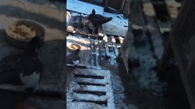 селезни выясняют отношения, пекинский топчет индоутку смотреть онлайн