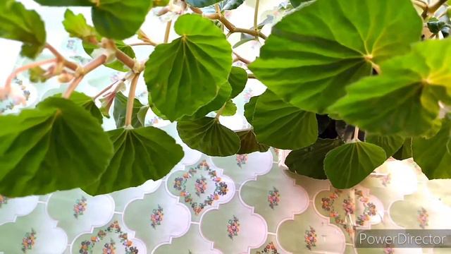 Бегония. Как ухаживать. смотреть онлайн