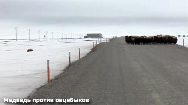 Собаки Окружили Барсука / Случаи с Животными Снятые на Камеру смотреть онлайн