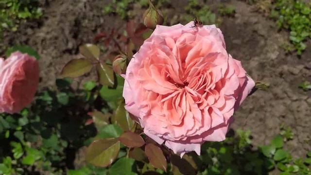 АНСТИТЮ ЛИМЬЕ (Institut Lumiere), Massad Франция, 2003 г. Шрабы (Modern Shrub) смотреть онлайн