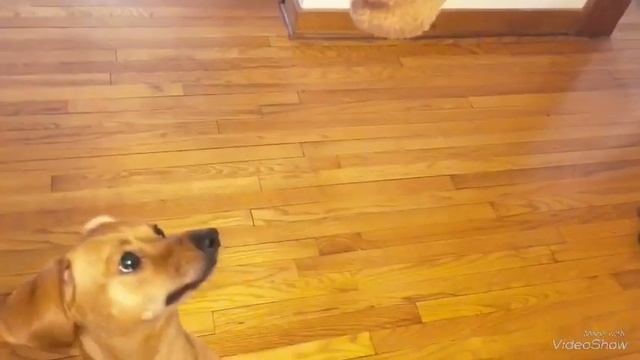 ЧТО НУЖНО СОБАКЕ для полного счастья??? смотреть онлайн