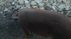 Случка свиней породы Дюрок. Молодой хряк - как научить?