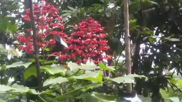 Courtship Behavior of Blue Mormon Butterfly on Clerodendrum paniculatum Flower. Goa смотреть онлайн