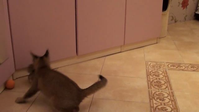 Каракет охотится за перепелкой