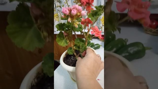 история про сорт и спорт смотреть онлайн