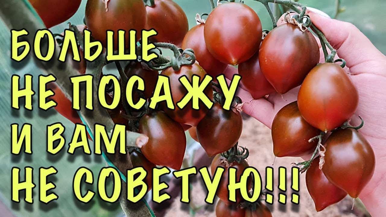 ХУДШИЕ сорта ТОМАТОВ, которые я больше НИКОГДА НЕ ПОСАЖУ! КИСЛЫЕ и БЕЗВКУСНЫЕ! смотреть онлайн