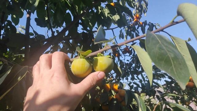 Хурма Памяти Черняева, Дар Софиевки, Россиянка и Никитская Бордовая 2022 год смотреть онлайн