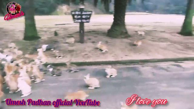 ❤️Ye Ishq Hai Kya Song Status | Hindi ❤Love😘 Status | Kumar Sanu, Alka Yagnik | Hindi Song Status | смотреть онлайн
