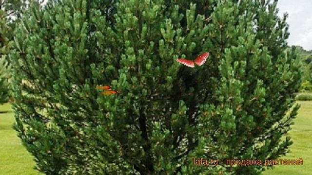 Сосна горная Унцината (pinus uncinata) ? сосна Унцината обзор: как сажать саженцы сосны Унцината смотреть онлайн