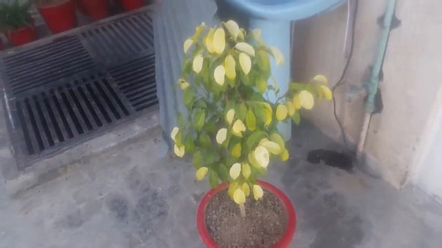 Golden Ficus care/ Permanent Plant смотреть онлайн