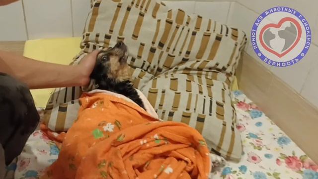 Ладочка пару дней назад. Показываем процесс восстановления после ДТП. Верновцы - спасение животных. смотреть онлайн