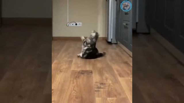 Приколы смотреть онлайн