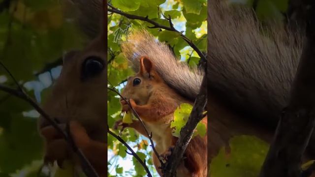 ? Белки в Берёзовой роще #shorts #новосибирск #животные