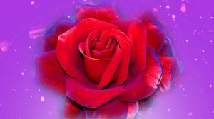 Футаж. Цветочный фон 95