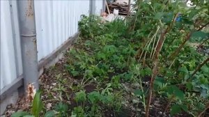 Борьба с порослью от соседской малины