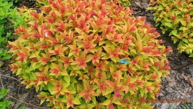 Спирея японская Голдфлейм (spiraea japonica goldflame) ? обзор: как сажать, саженцы спиреи Голдфлей смотреть онлайн