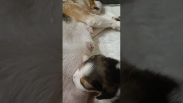 Щенки бигля: кто-то кушает, а кто-то спит. Сегодня 15й день, у самого крупного уже режуться зубки ? смотреть онлайн