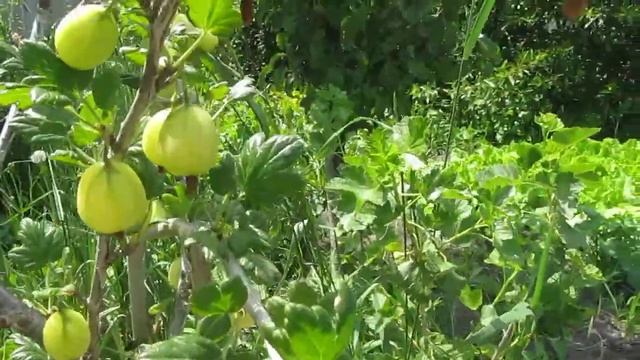 ШТАМБОВЫЙ КРЫЖОВНИК ПАКС.ПРАВИЛА УХОДА И ПЛОДОНОШЕНИЕ. смотреть онлайн