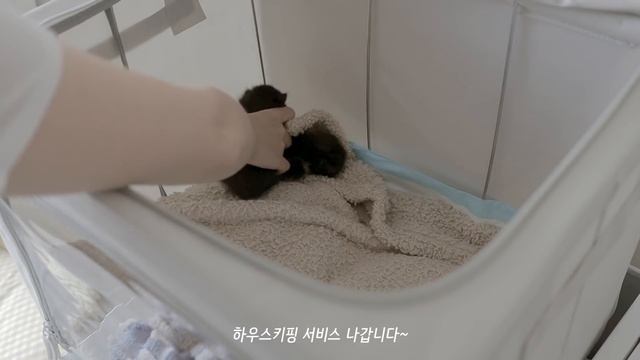 뉴욕 일상 브이로그 / 뉴욕 커피 산책, 새 가족이 찾아왔어요! 24시간 아기냥이 육아이야기, 센트럴파크 산책, 커피, 국제커플, 미국 프리랜서 직장인 смотреть онлайн