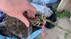 Сибирские розы - обзор саженцев. Розы сюрпризы!)