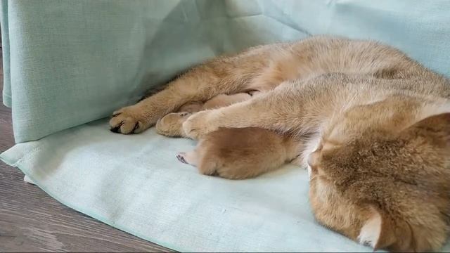 Кошка родила котят ???? смотреть онлайн