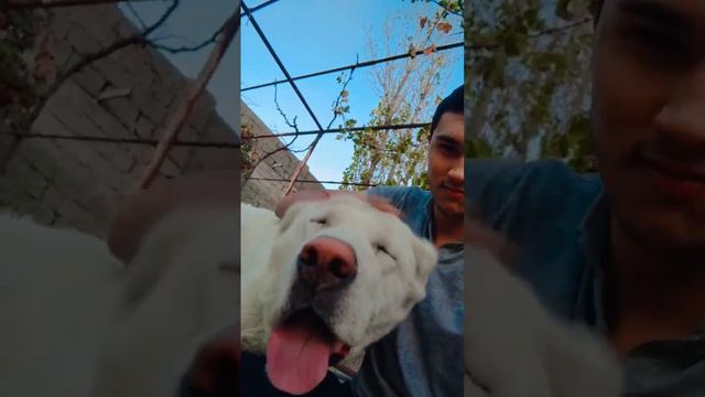 Факт о характере собак #alabai #doglover #puppy #sara #дрессировка смотреть онлайн