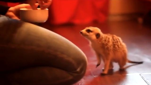 Домашние сурикаты 480p смотреть онлайн