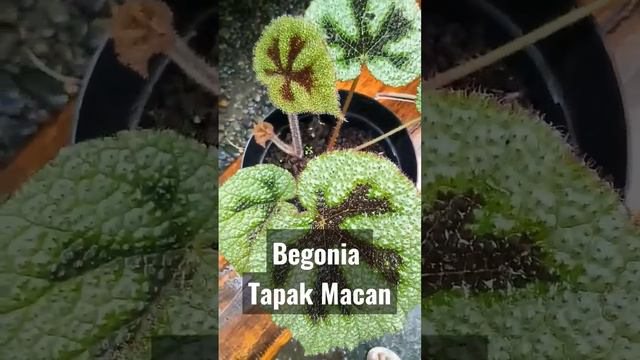 Begonia tapak macan. смотреть онлайн