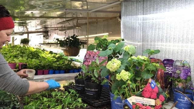 Черенкую новинки и коллекционные сорта гортензии крупнолистных. Подробно 09.05 смотреть онлайн