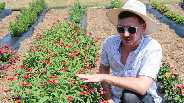 Zany Zinnia at Raker Trial Garden смотреть онлайн