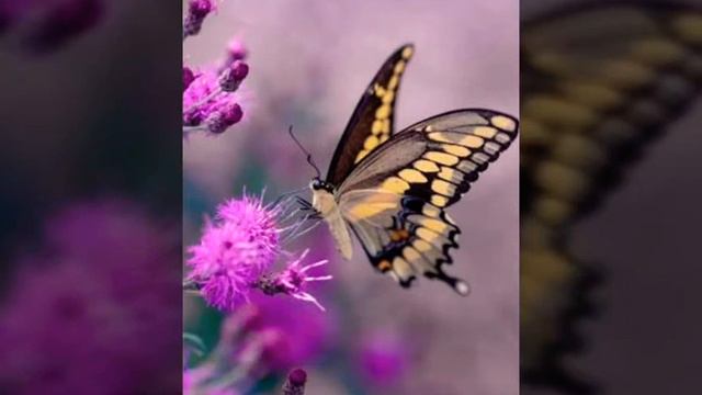 Butterflies and moths смотреть онлайн