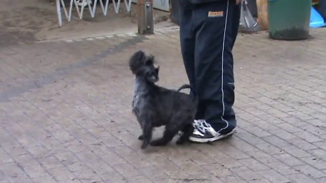 Zwergschnauzer = цвергшнауцер смотреть онлайн