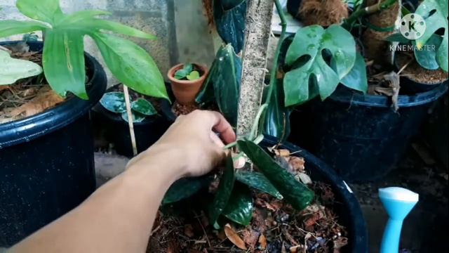 Scindapsus Silver Splash. เปลี่ยนกระถาง และทำหลักให้เลื้อยสวยๆ смотреть онлайн
