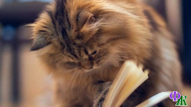 — Мусич! Я понимаю, что ты болен и нос у тебя не работает. Но коты редьку не едят! — говорю я коту смотреть онлайн