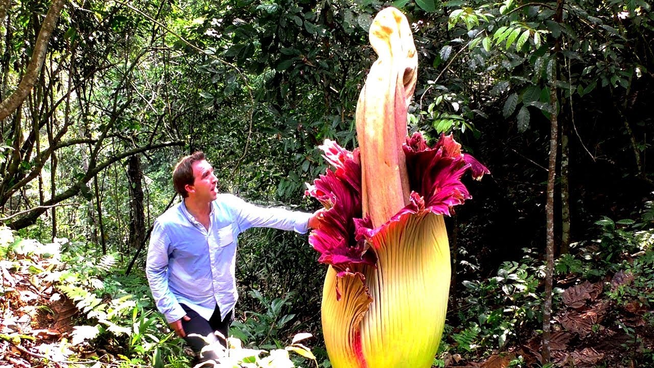 Самые Невероятные Растения в Мире. смотреть онлайн