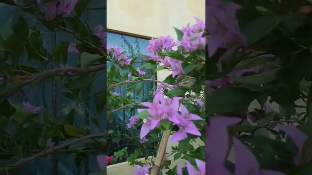 Bougainvillea 'Cindy Blossom' (from seed) #Short смотреть онлайн