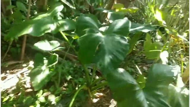RANDOM ACTIVITY | BERBURU TANAMAN HIAS DI HUTAN KALIMANTAN | Syngonium, Philodendrn, Aglaonema смотреть онлайн