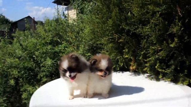 2 месяца. Девочка покрупнее и мальчик. смотреть онлайн