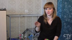 «Пакостники, но игривые и внимательные». Почему стоит заводить дома хорьков и как за ними ухаживать